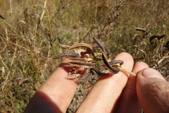 Astragalus davuricus