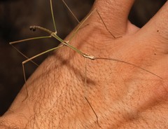 Pseudosermyle straminea