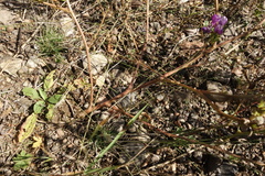 Astragalus davuricus