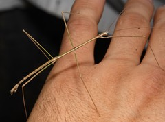Pseudosermyle straminea
