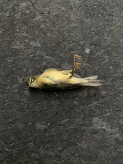 Setophaga caerulescens