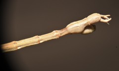 Pseudosermyle straminea