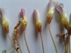 Oxalis fergusonae