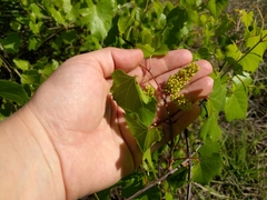 Vitis monticola