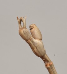Pseudosermyle straminea