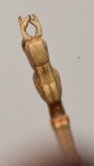 Pseudosermyle straminea