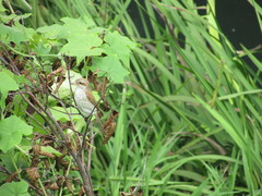 Lanius collurio