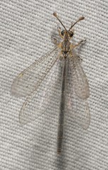 Clathroneuria coquilletti