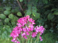 Erica bracteolaris