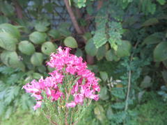 Erica bracteolaris