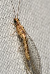 Eremochrysa punctinervis