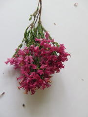 Erica bracteolaris