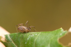 Oligolophus