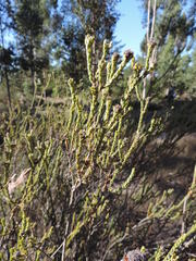 Leucadendron thymifolium