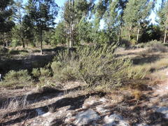Leucadendron thymifolium