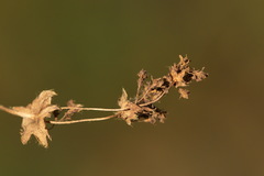 Alchemilla breviloba