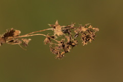 Alchemilla breviloba