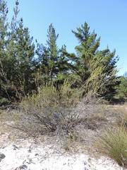 Leucadendron thymifolium