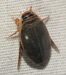 Thermonectus nigrofasciatus