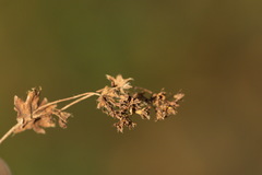 Alchemilla breviloba