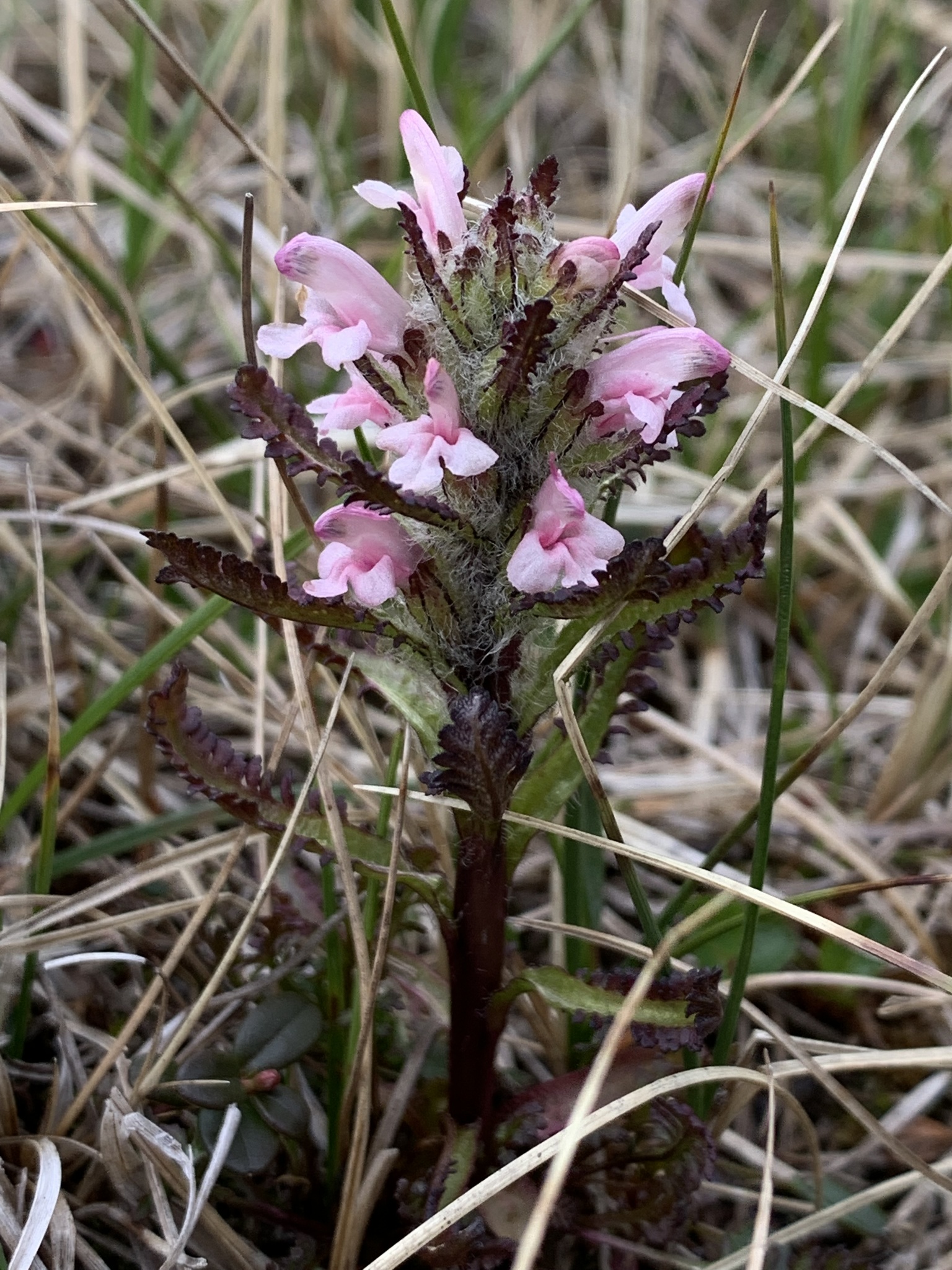 Pedicularis hirsuta