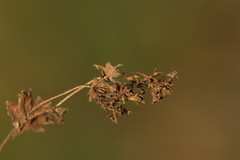 Alchemilla breviloba