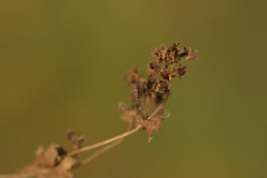 Alchemilla breviloba