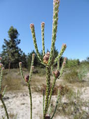 Leucadendron thymifolium
