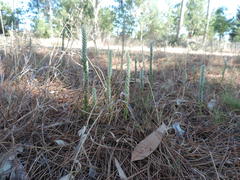 Leucadendron thymifolium