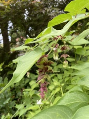 Leycesteria formosa