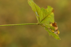 Alchemilla breviloba