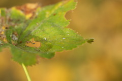 Alchemilla breviloba