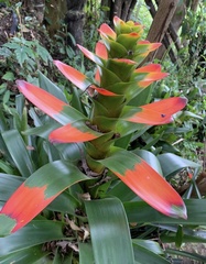 Guzmania gloriosa