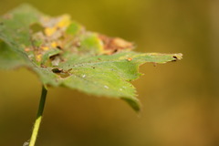 Alchemilla breviloba