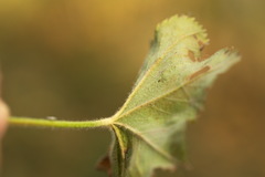 Alchemilla breviloba