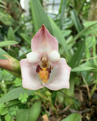 Maxillariinae