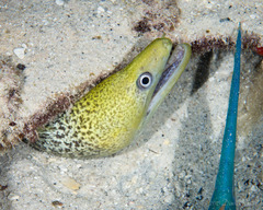 Undulated Moray photo 5