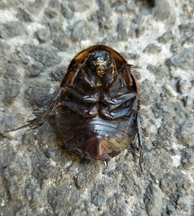 Polyphaga aegyptiaca
