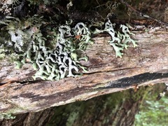 Hypogymnia rugosa