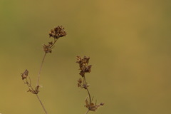 Alchemilla breviloba