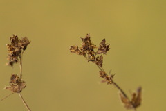 Alchemilla breviloba
