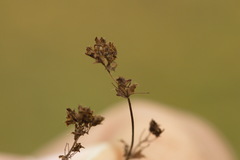 Alchemilla breviloba
