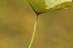 Alchemilla breviloba
