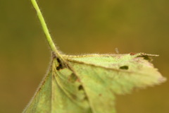 Alchemilla breviloba