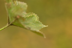 Alchemilla breviloba