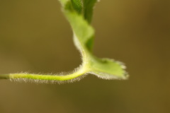 Alchemilla breviloba