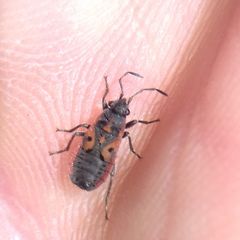 Melanocoryphus tristrami