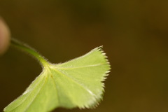 Alchemilla breviloba