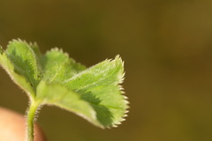 Alchemilla breviloba