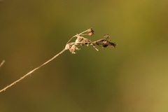 Alchemilla breviloba